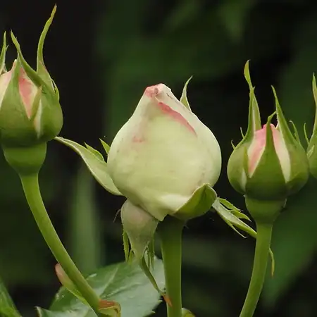 Rosa Eden Rose® - roz - trandafiri târâtori și cățărători, Climber